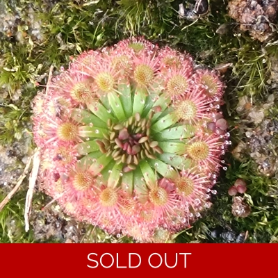 Drosera manii B, 10+ gemmae